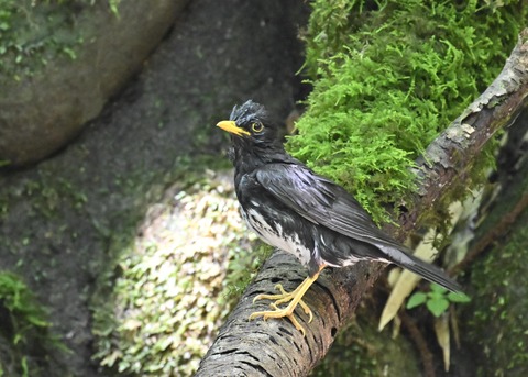 クロツグミ♂4450