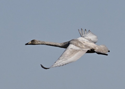 オオハクチョウ幼鳥3741