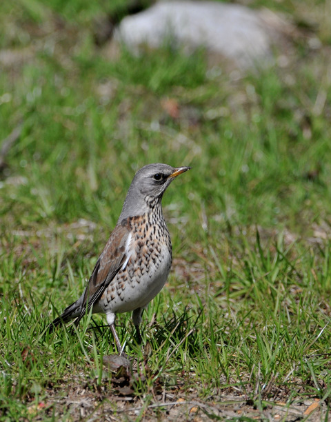 ノハラツグミ1772