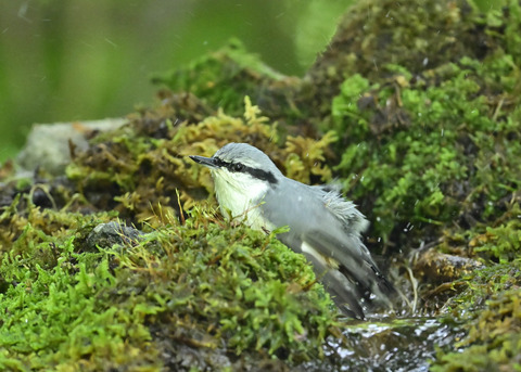 ゴジュウカラ1459