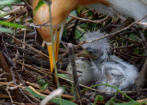 アマサギ7894