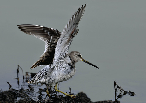 羽広げ・オオハシシギ・幼鳥1930
