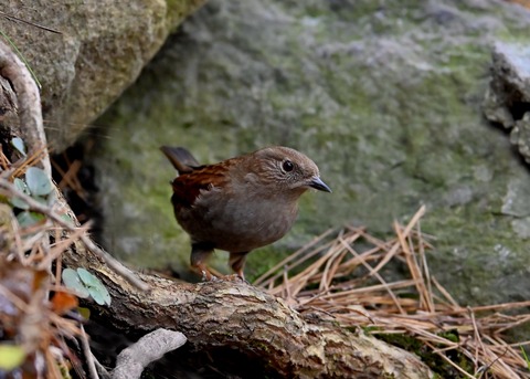 カヤクグリ5549