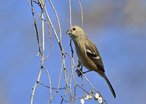 ベニマシコ♀5459