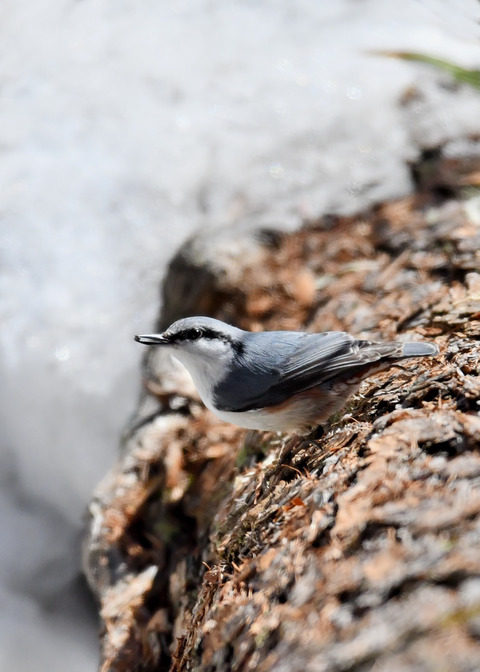 ゴ゛ュウカラ4027