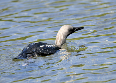 シロエリオオハム夏羽9008