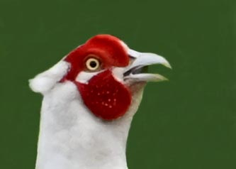 キジ♂白化0000(1692)