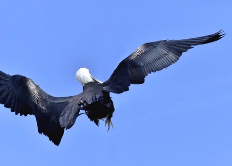 オオグンカンドリB3911