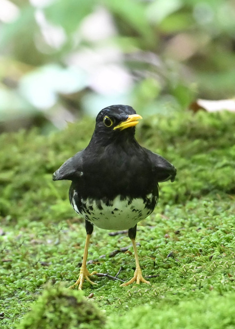 クロツグミ♂0374