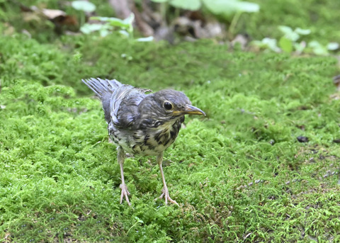 クロツグミ♂幼鳥5537