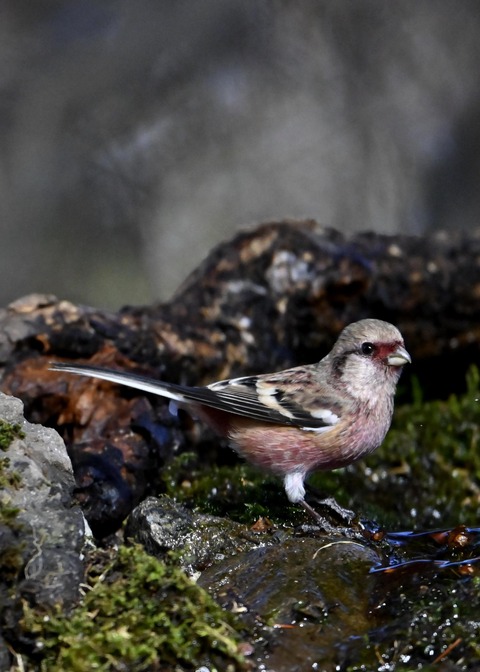 ベニマシコ♂5440