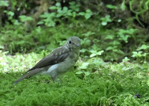 オオルリ♀5324