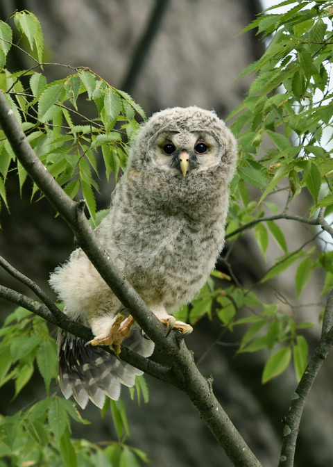 フクロウのヒナ②9646