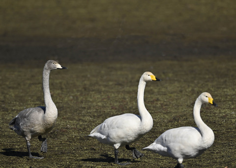 オオハクチョウ親子0685