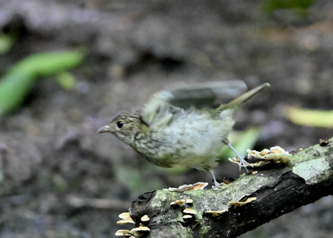 キビタキ幼鳥3271