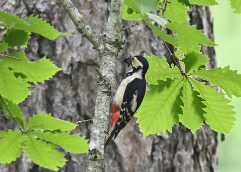 アカゲラ♀5362