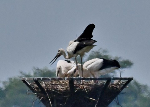 コウノトリ(ひかる)とヒナ0089