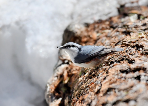 ゴ゛ュウカラ4029