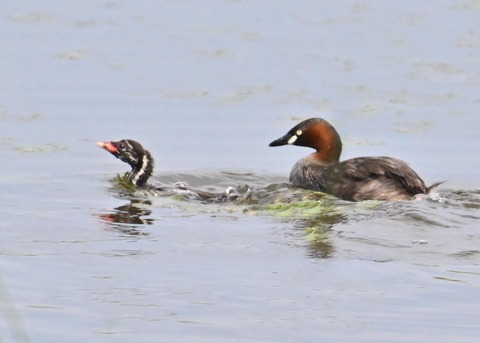 カイツブリ親子2503