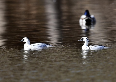 ミコアイサ♂7777