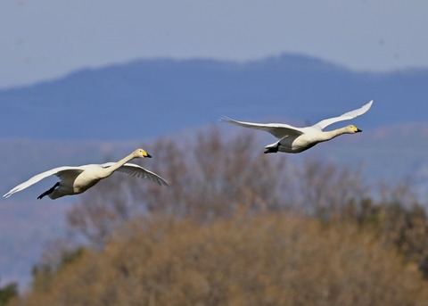 オオハクチョウ2191