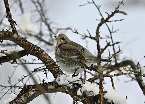 ノハラツグミ1340