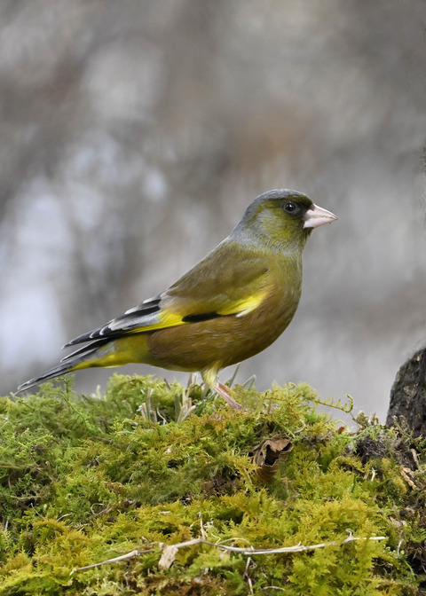 オオカワラヒワ♂1475