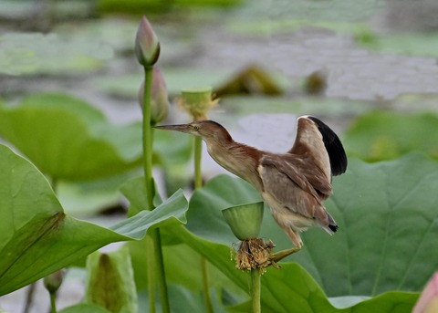 ヨシゴイ♀5403
