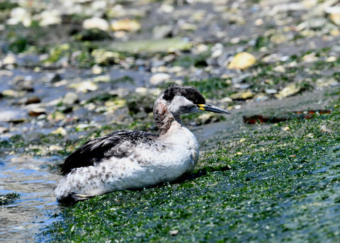 ｱｶｴﾘｶｲﾂﾌﾞﾘ7590