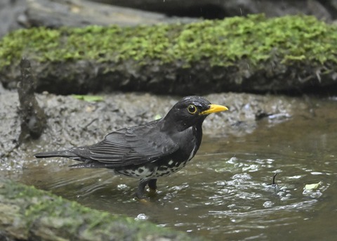 クロツグミ♂9340