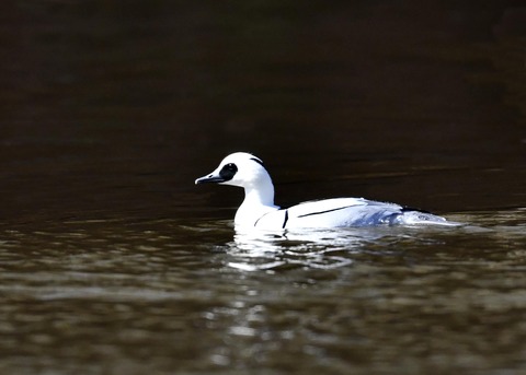 ミコアイサ♂7761