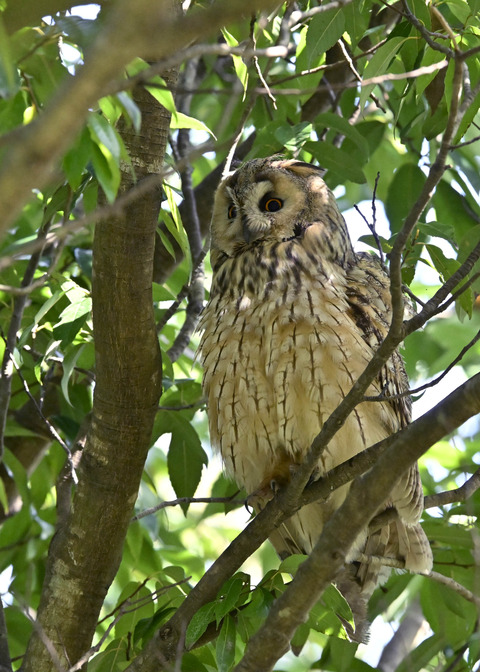 トラフズク♂2985