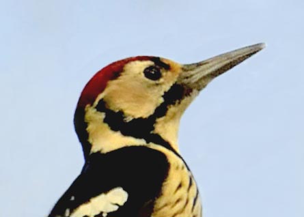 オオアカゲラ♂5001