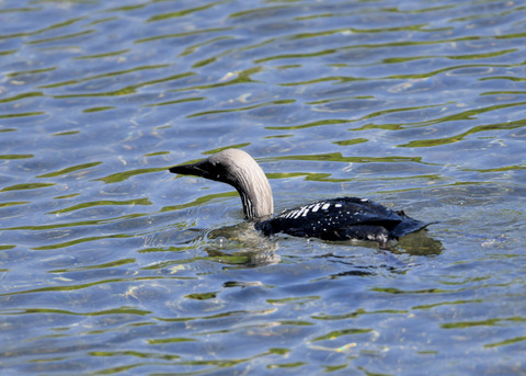 シロエリオオハム夏羽8944