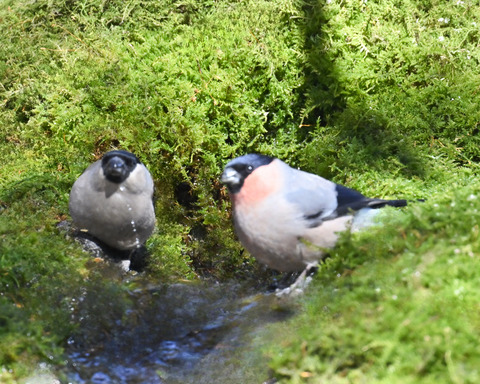 アカウソ♂・♀2512