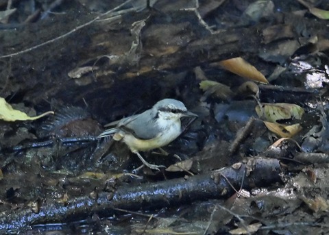 ゴジュウカラ4056