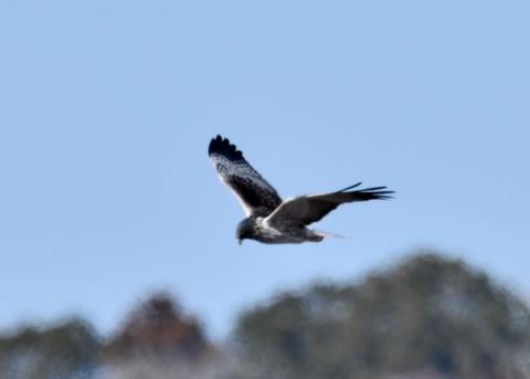チュウヒ大陸型0090