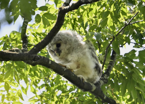 フクロウのヒナ5707