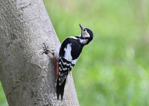 アカゲラ♀5250
