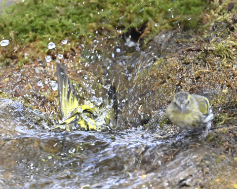 マヒワの水浴び9978