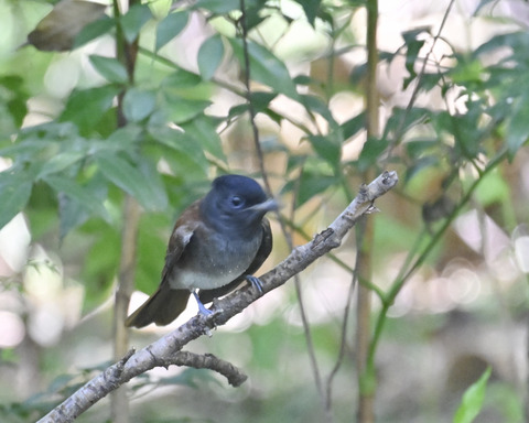 さんこうちょう7995