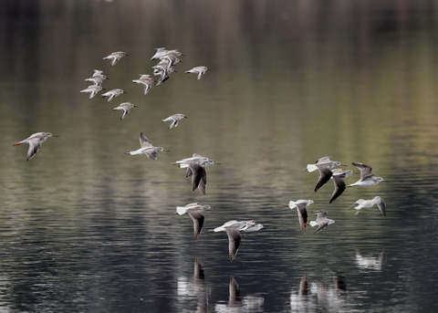 アオアシシギ5706