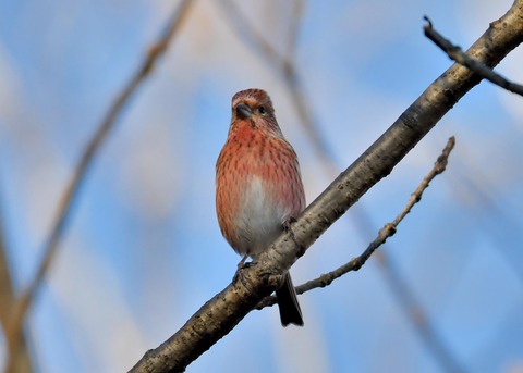 オオマシコ♀5560