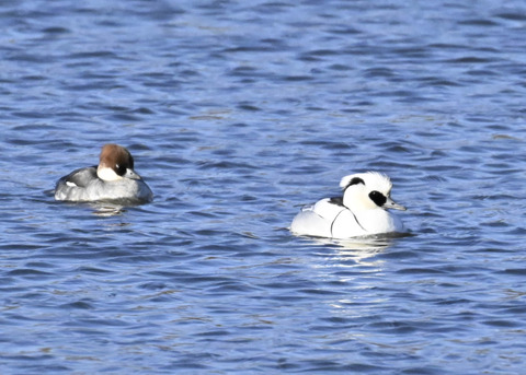 ミコアイサ♂♀4484