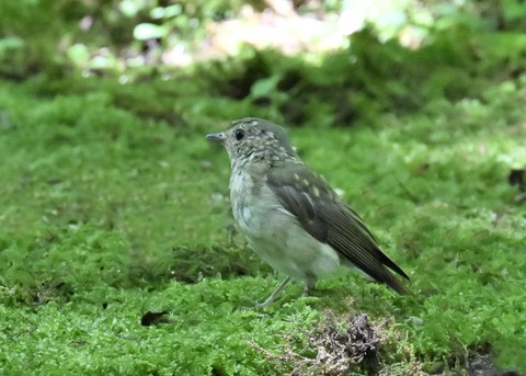 オオルリ♀5292