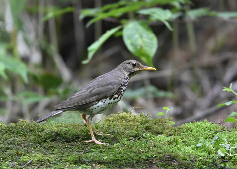 クロツグミ♀1497