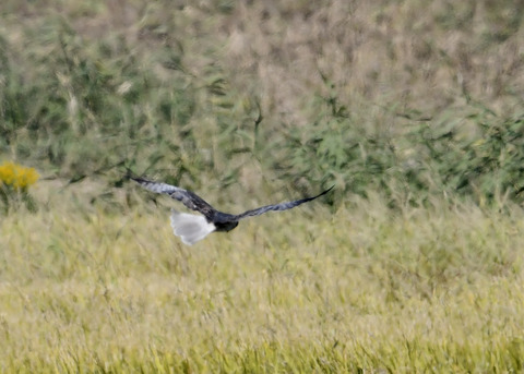 大陸型チュウヒ♂5895