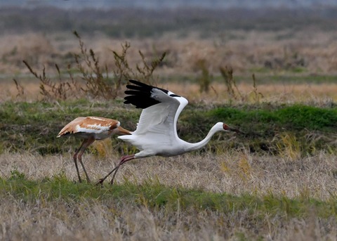 飛ぶ・ソデグロヅル7859