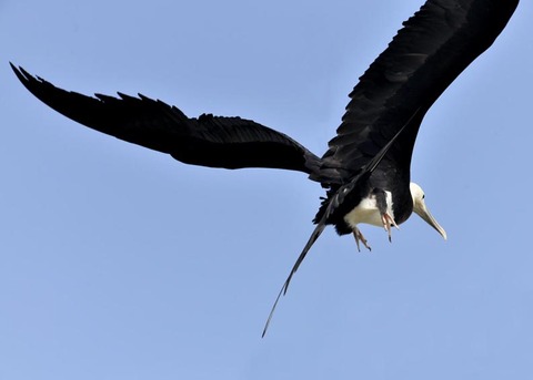 オオグンカンドリB3861