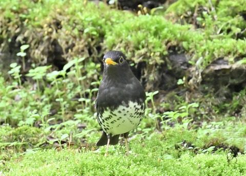 クロツグミ♂3262